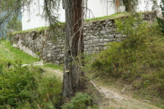 Larix decidua