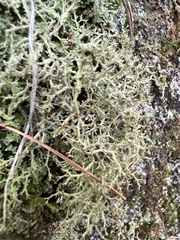 Cladonia furcata