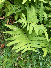 Plantae