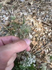 Daucus carota