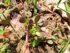 Portulaca oleracea