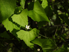 Zehneria japonica