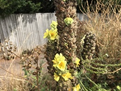 Verbascum thapsus