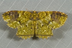 Yashmakia orsinephes