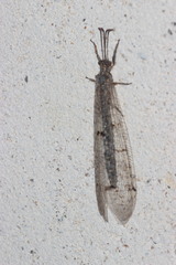 Distoleon tetragrammicus