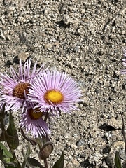 Erigeron speciosus