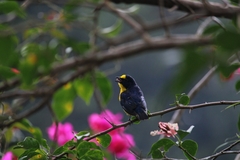 Euphonia hirundinacea