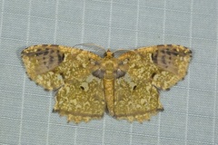 Yashmakia orsinephes