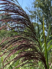 Phragmites australis australis