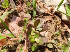 Portulaca oleracea