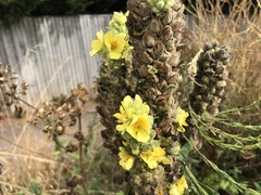 Verbascum thapsus