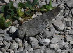 Dissosteira carolina