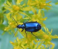 Lebia viridis