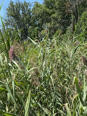 Phragmites australis australis