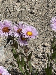 Erigeron speciosus