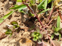 Portulaca oleracea
