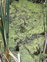 Lithobates catesbeianus