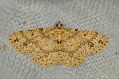 Synegia decolorata