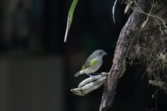 Euphonia hirundinacea