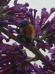 Bombus pascuorum