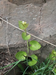 Alliaria petiolata