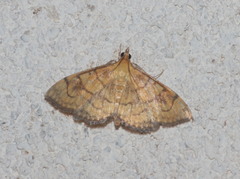 Anania verbascalis