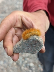 Phragmatobia fuliginosa