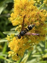 Ancistrocerus antilope