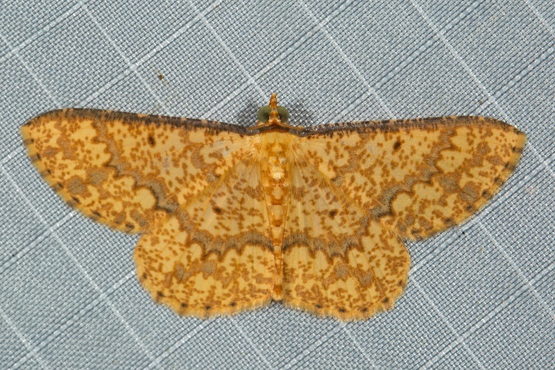 Synegia imitaria
