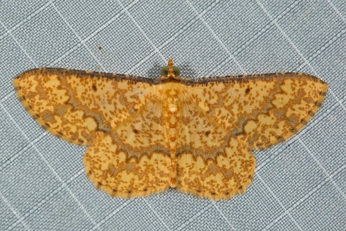 Synegia imitaria