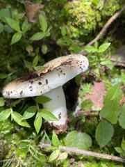Russula brevipes