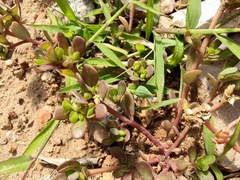 Portulaca oleracea
