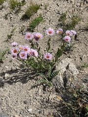 Erigeron speciosus