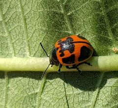 Labidomera clivicollis