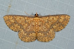 Synegia