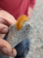 Phragmatobia fuliginosa