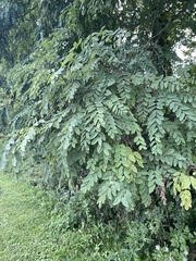 Robinia pseudoacacia