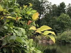 Smilax tamnoides