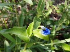 Commelina diffusa