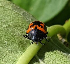 Labidomera clivicollis