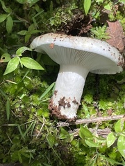 Russula brevipes