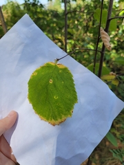 Corylus cornuta