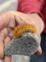 Phragmatobia fuliginosa