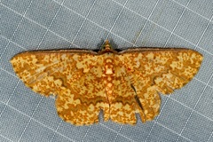 Synegia