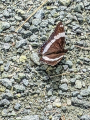 Limenitis arthemis arthemis
