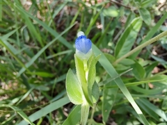 Commelina diffusa