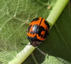Labidomera clivicollis
