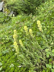 Castilleja unalaschcensis