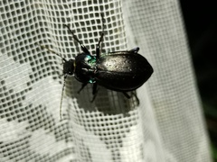 Carabus nemoralis
