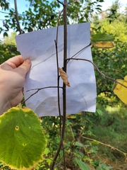 Corylus cornuta